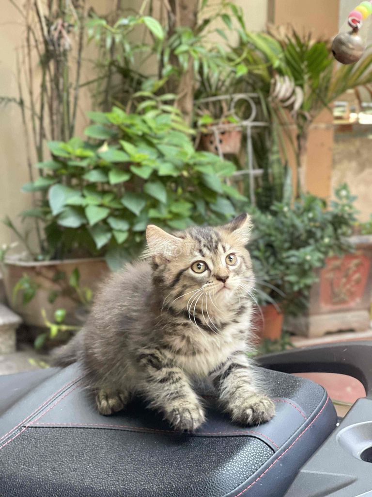Aln tabby