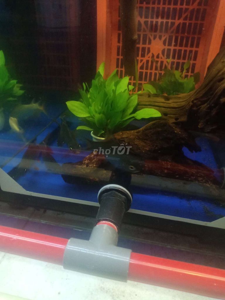 Phụ kiện cá rồng Kim Ngân Kim Sơn