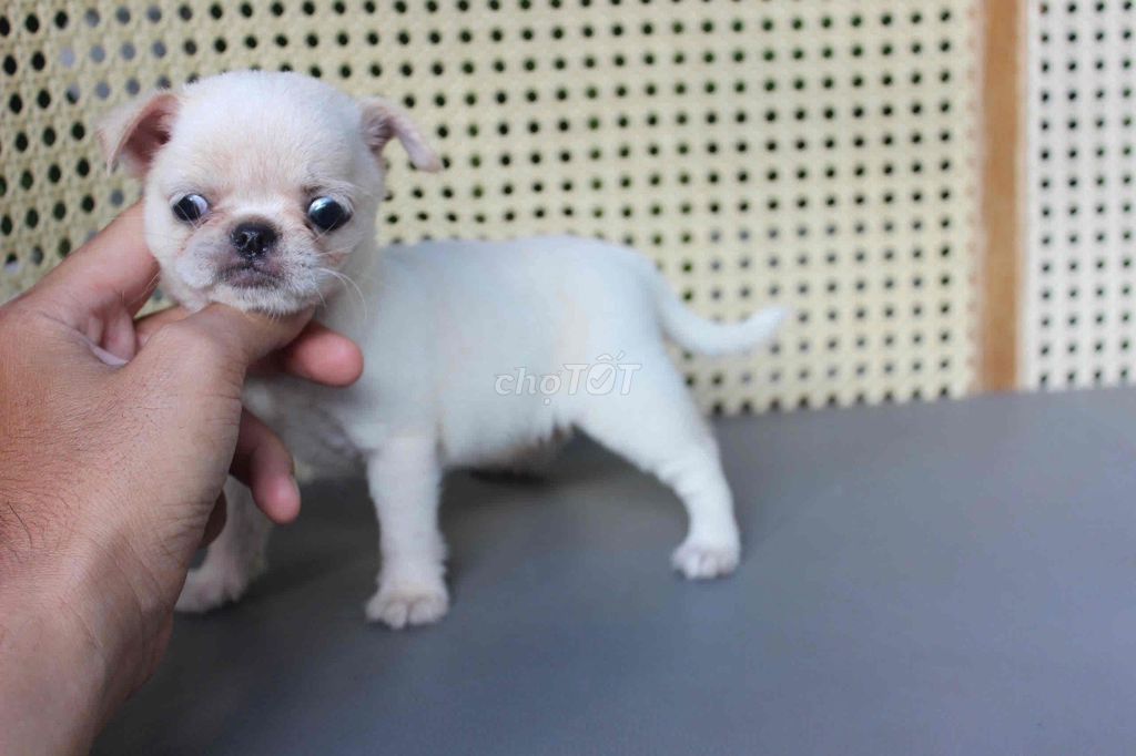 Chó Chihuahua Nhỏ nhắn Đực Cái Tốt. Mua bán Chó tại Thành phố Thủ Đức Tp Hồ Chí Minh được đăng bởi Trần hình 1