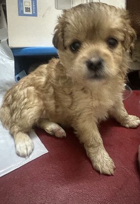 Chó poodle 1 tháng rưỡi. Mua bán Chó tại Quận 6 Tp Hồ Chí Minh được đăng bởi Trương Mỹ Quân