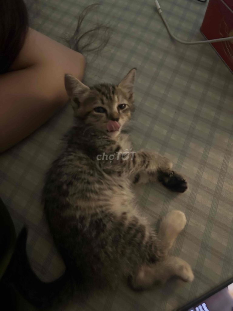 Mèo lai nhiều màu đã tiêm phòng. Mua bán Mèo tại Quận Bắc Từ Liêm Hà Nội được đăng bởi Tên chưa cung cấp hình 1
