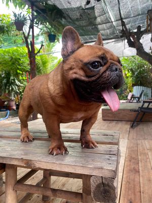 Nhận phối giống bull pháp siêu ngắn dị 1 nếp red. Mua bán Chó tại Huyện Hóc Môn Tp Hồ Chí Minh được đăng bởi Lâm
