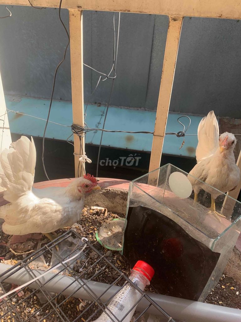 1 cặp Gà Serama nhỏ nhắn. Mua bán Gà tại Quận 3 Tp Hồ Chí Minh được đăng bởi Nguyễn Huy hoàng hình 1