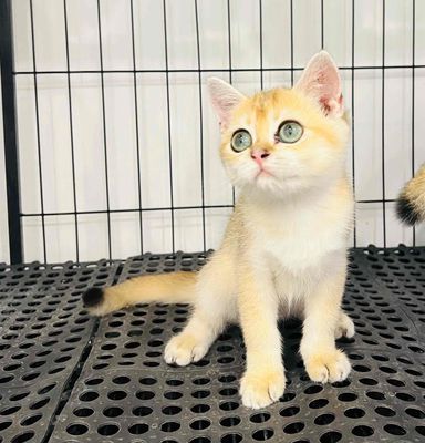 🌟Bé Golden Ny11 Cái 2,5 Tháng Đáng Yêu Ạ 🐈❤️‍🔥