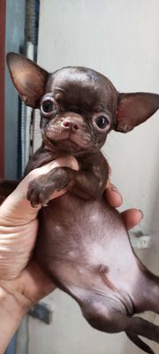 Chihuahua đực mini socola