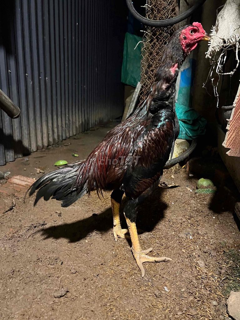 Tía hầu 2,7kg. Mua bán Gà tại Quận Hà Đông Hà Nội được đăng bởi Trại cá koi F1 hà nội hình 1