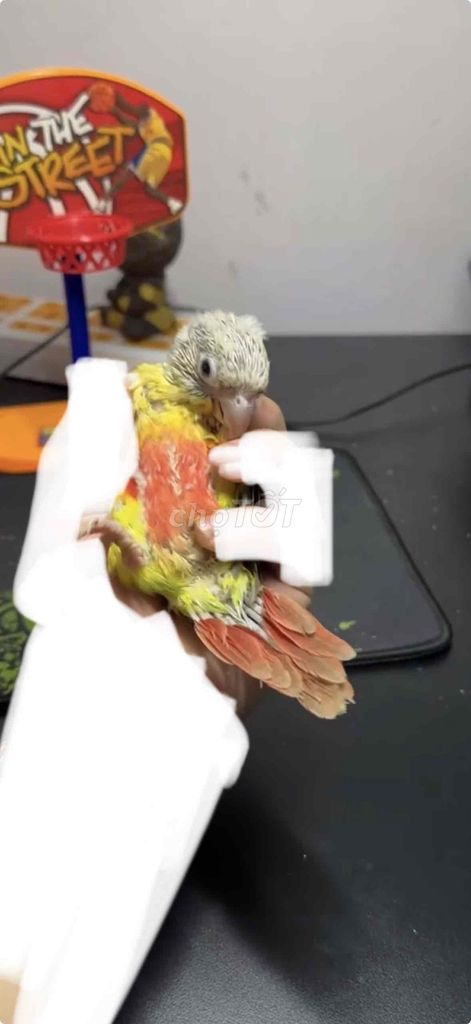 Vẹt Lovebird & Greencheek. Mua bán Chim tại Thành phố Dĩ An Bình Dương được đăng bởi Parrots hình 1