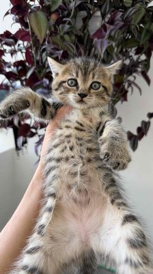 Mèo Anh lông ngắn cái đã sổ giun