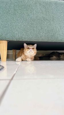 Mèo Exotic - đực phối tốt