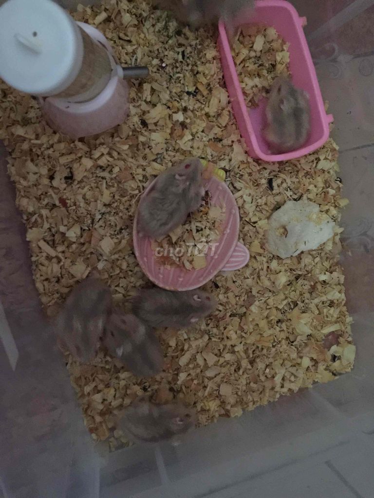Chuột hamster ww
