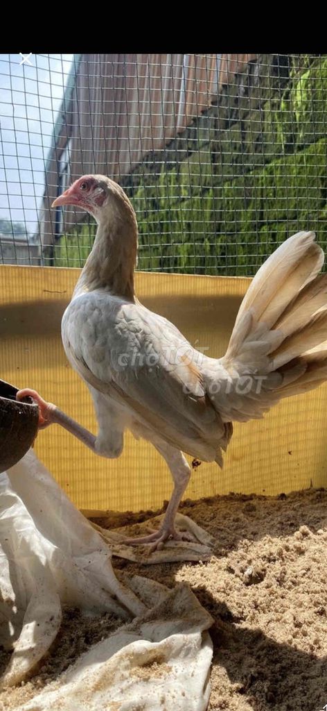 Gà Khét tre simon Trắng. Mua bán Gà tại Thành phố Bà Rịa Bà Rịa - Vũng Tàu được đăng bởi Thuận Mèo hình 1