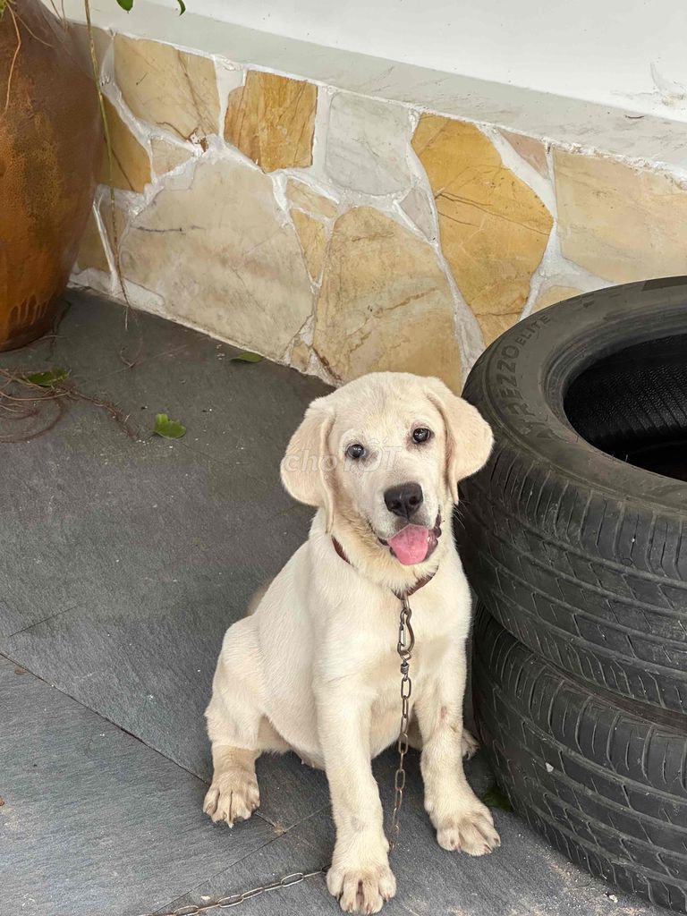 Bé Labrador cái thuần chủng 3 tháng tuổi. Mua bán Chó tại Huyện Trảng Bom Đồng Nai được đăng bởi Nam Nguyễn hình 1