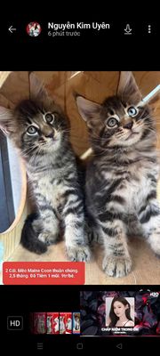 Mèo Maine Coon đực cái 2.5 tháng đã Tiêm