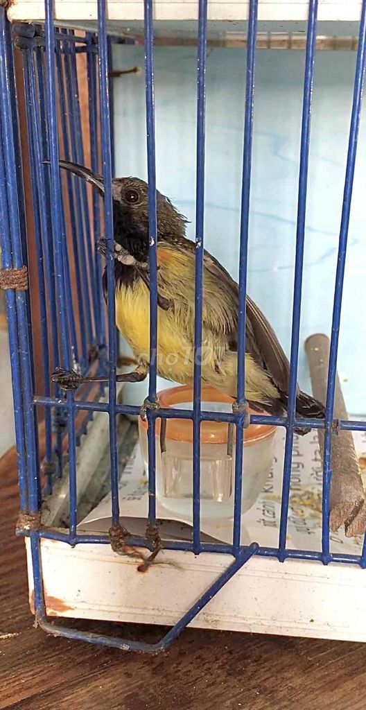 hút mật 5m cắn cạp. Mua bán Chim tại Quận Tân Bình Tp Hồ Chí Minh được đăng bởi meomeo hình 1