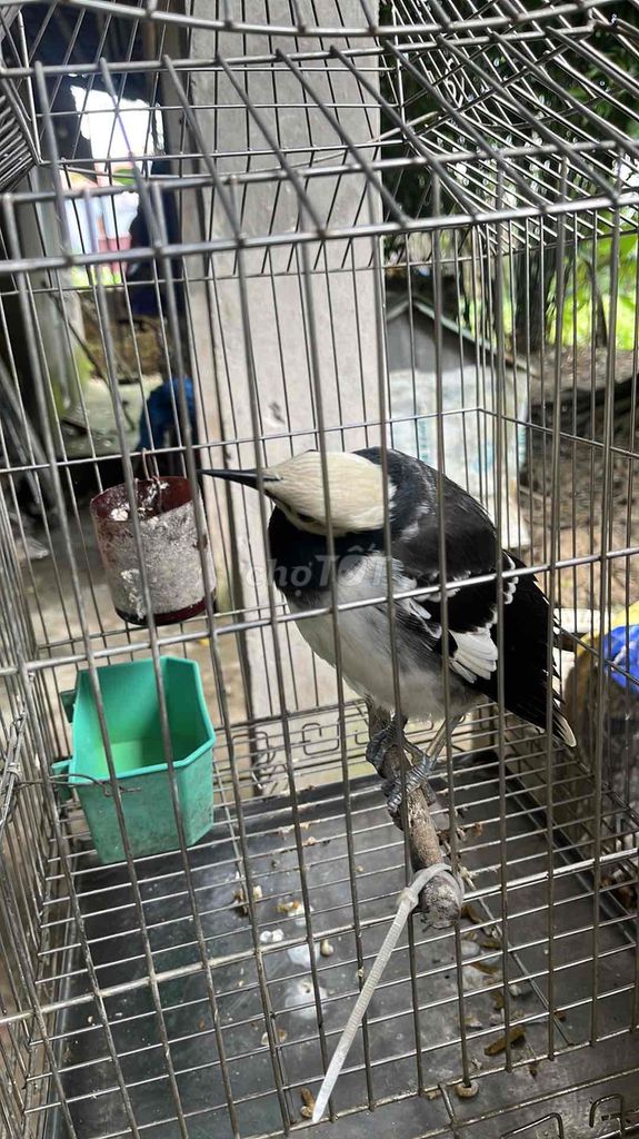 giống chim cà cưỡng chim đã nuôi được 1 năm rưỡi. Mua bán Chim tại Huyện Lương Tài Bắc Ninh được đăng bởi Phạm Gia Gia hình 2