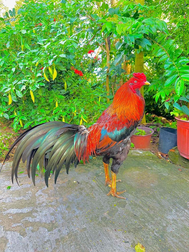 🍀Điều râu 3k2 đồ sịn. Mua bán Gà tại Thành phố Ngã Bảy Hậu Giang được đăng bởi TRẠI GÀ TẤN PHÁT 68 hình 1