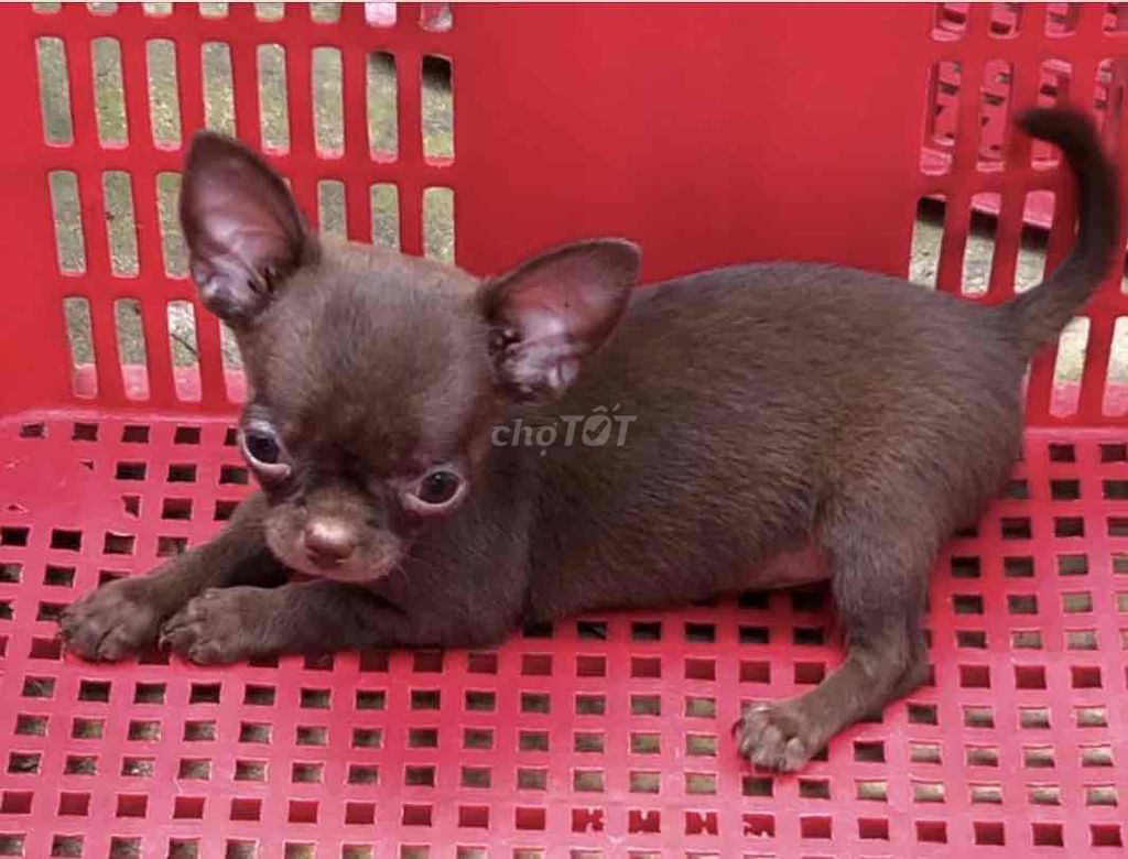 chó chihuahua nhà sinh sản 55 ngày tuổi cái