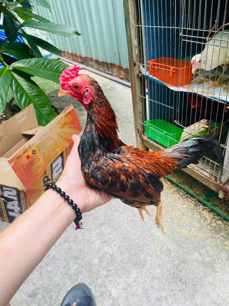 gà tre bắc giá rẻ quận tân phú hcm. Mua bán Gà tại Quận Tân Phú Tp Hồ Chí Minh được đăng bởi trang nguyen hình 5