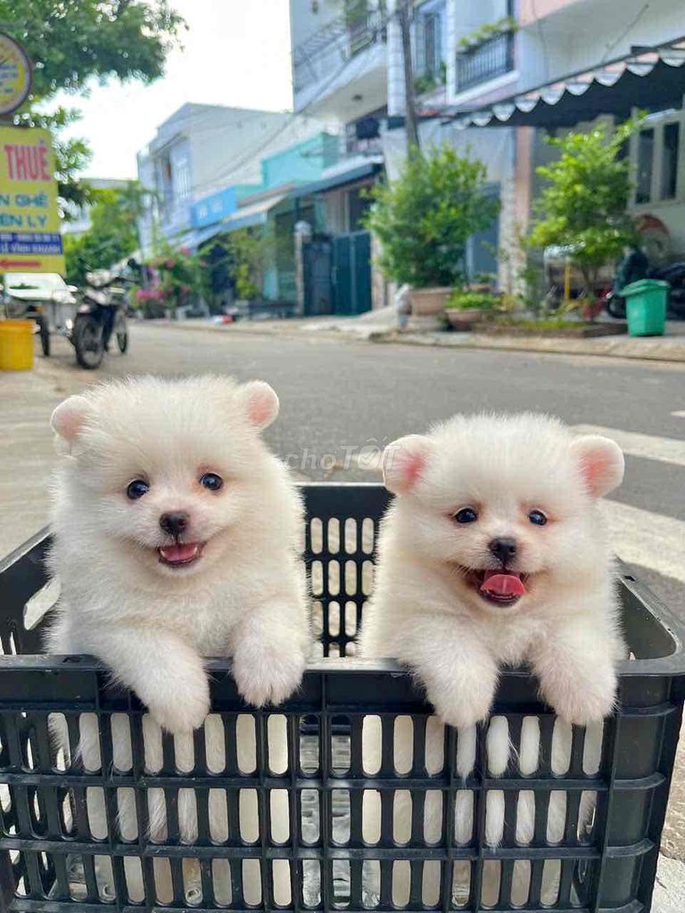 Chó Phốc Sóc Trắng. Mua bán Chó tại Quận Cẩm Lệ Đà Nẵng được đăng bởi Anh Pet Shop hình 2