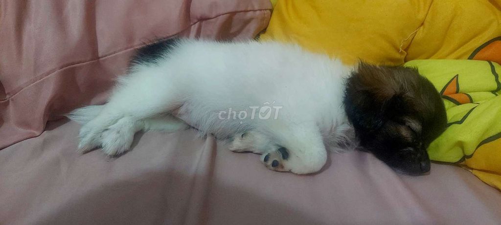 Chó Phốc Sóc lai Nhật Mini Trắng Đen. Mua bán Chó tại Thành phố Thuận An Bình Dương được đăng bởi Uyênn Nhii hình 1