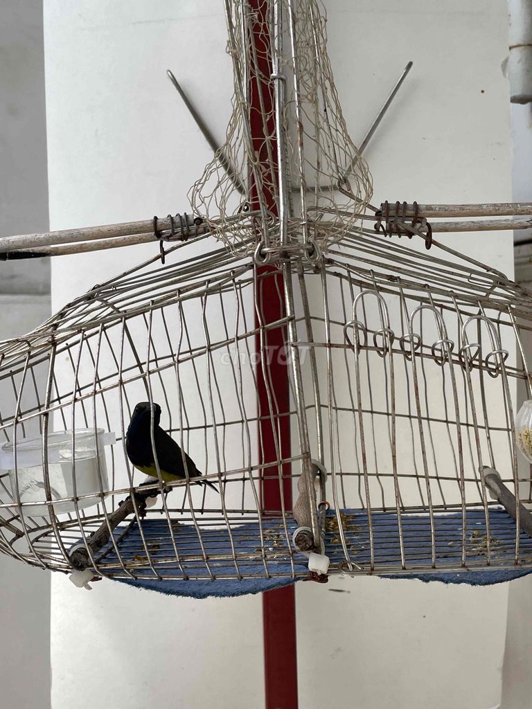 5m hót nhiều. Mua bán Chim tại Quận Bình Tân Tp Hồ Chí Minh được đăng bởi abc hình 1