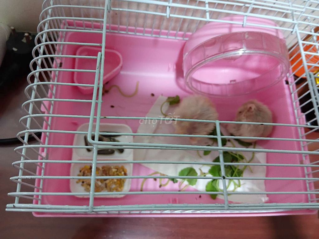 Cặp Hamster Đực Cái Nâu nhạt. Mua bán Thú cưng khác tại Quận Tân Phú Tp Hồ Chí Minh được đăng bởi Lê Tím hình 1
