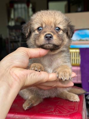 Chó nhật lai dễ thương