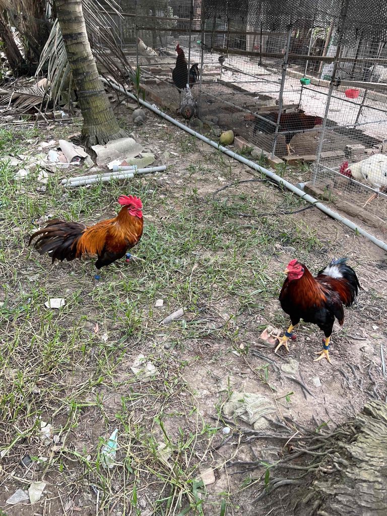 thanh lý cặp gà. Mua bán Gà tại Huyện Cái Bè Tiền Giang được đăng bởi Lê Ý hình 1