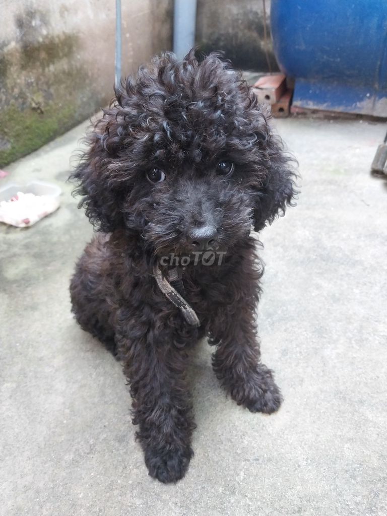 Chó Poodle đen 4 tháng tuổi. Mua bán Chó tại Quận Bình Thuỷ Cần Thơ được đăng bởi Thắng hình 1
