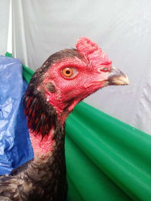 gà tía chảnh , đồn lối đều tốt. Mua bán Gà tại Quận Ngũ Hành Sơn Đà Nẵng được đăng bởi Gà Hay Non Nước