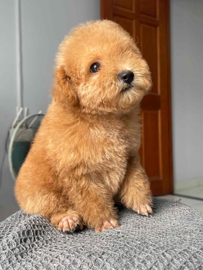 Chó Poodle Nâu vàng đã tiêm. Mua bán Chó tại Quận 12 Tp Hồ Chí Minh được đăng bởi văn hình 1