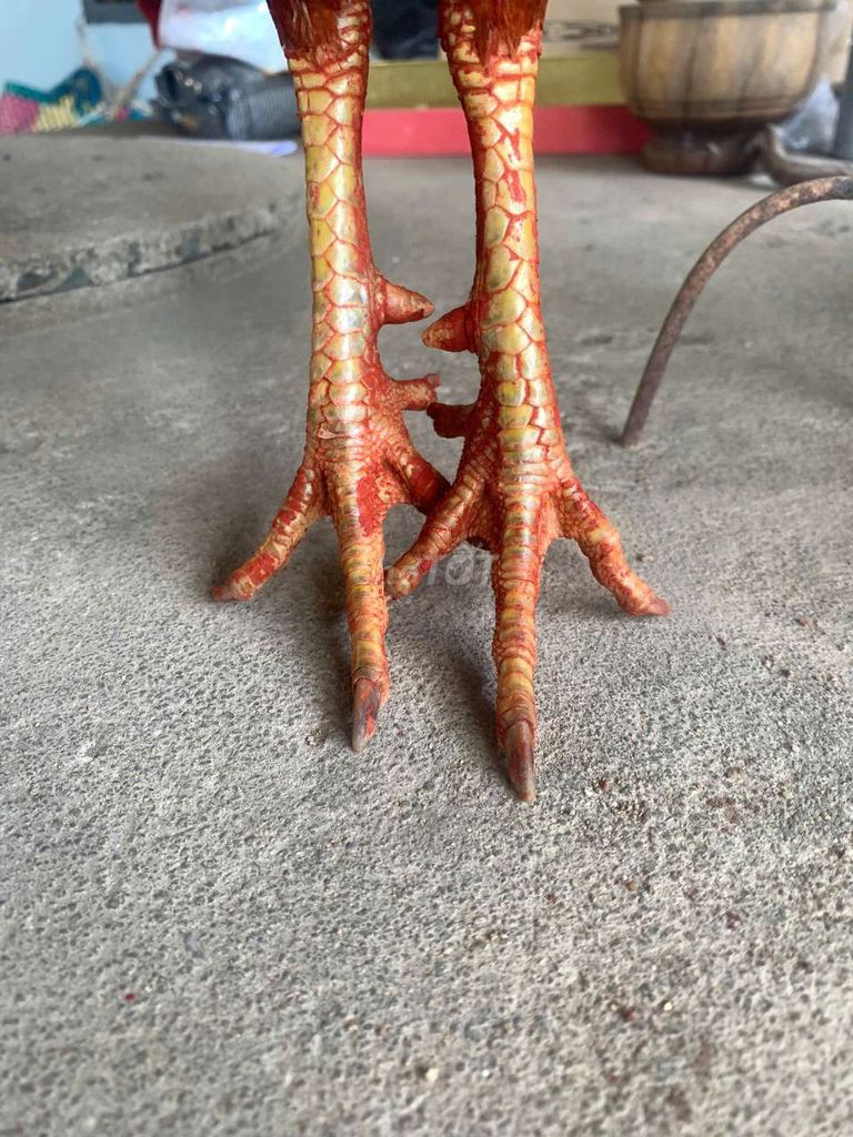 Gà tre siu mĩ khét sữa
