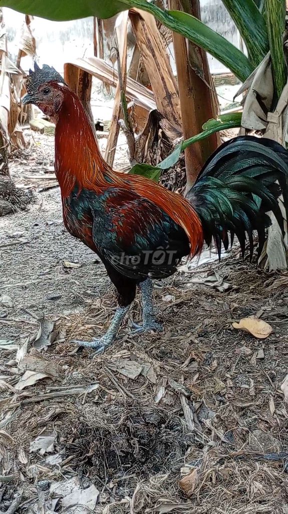 Gà Peru rặc 10 con 3 tuần tuổi. Mua bán Gà tại Huyện Hóc Môn Tp Hồ Chí Minh được đăng bởi FB Huy Cuong Peru Gallos hình 1