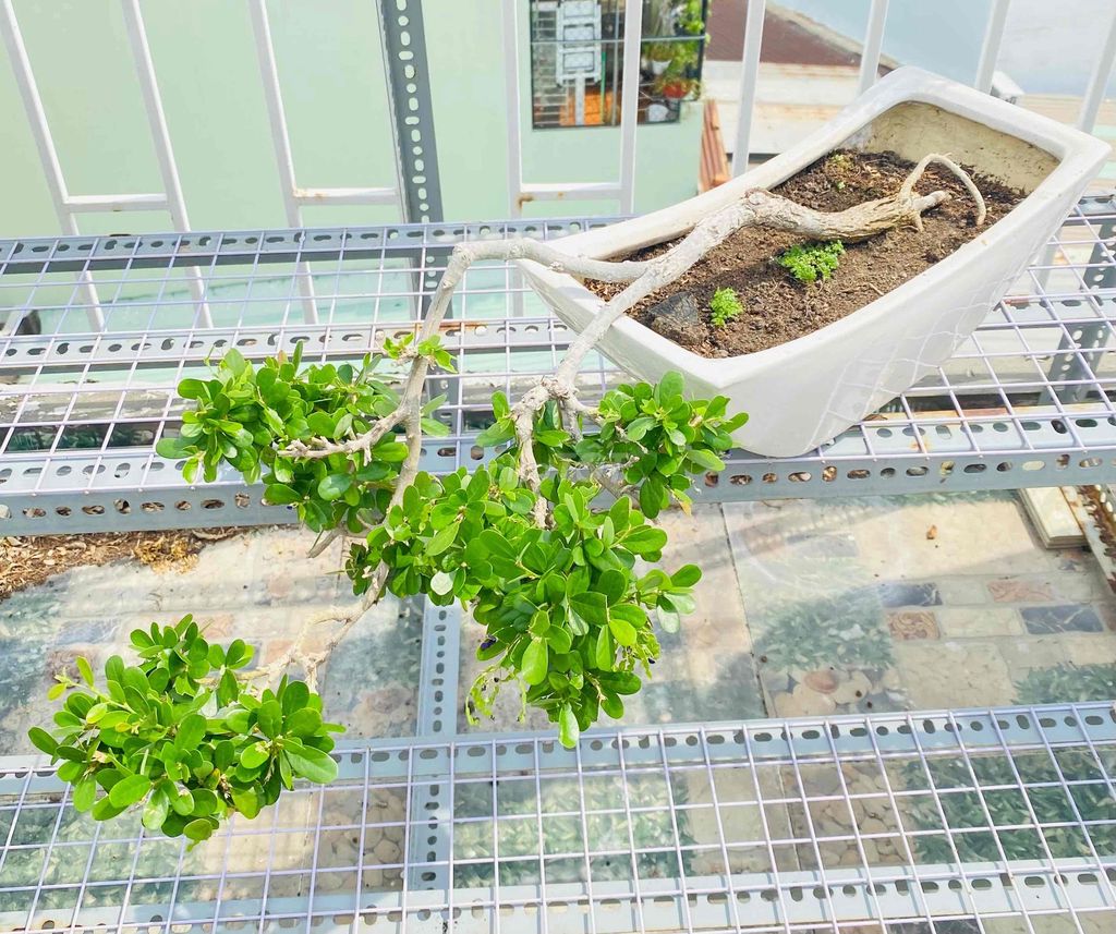 Sam Núi Bông Tím, Không Gian Xanh Bonsai. Mua bán Cây cảnh, đồ trang trí tại Quận Tân Phú Tp Hồ Chí Minh được đăng bởi Nguyễn Hoàng hình 1