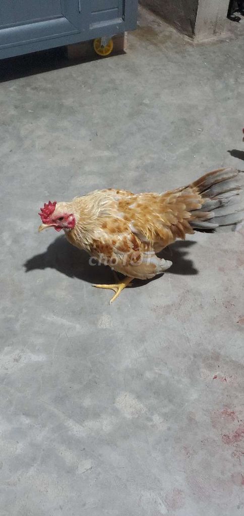 Gà tre Vàng trắng 5 tháng. Mua bán Gà tại Huyện Tân Hiệp Kiên Giang được đăng bởi Ha DANG hình 1
