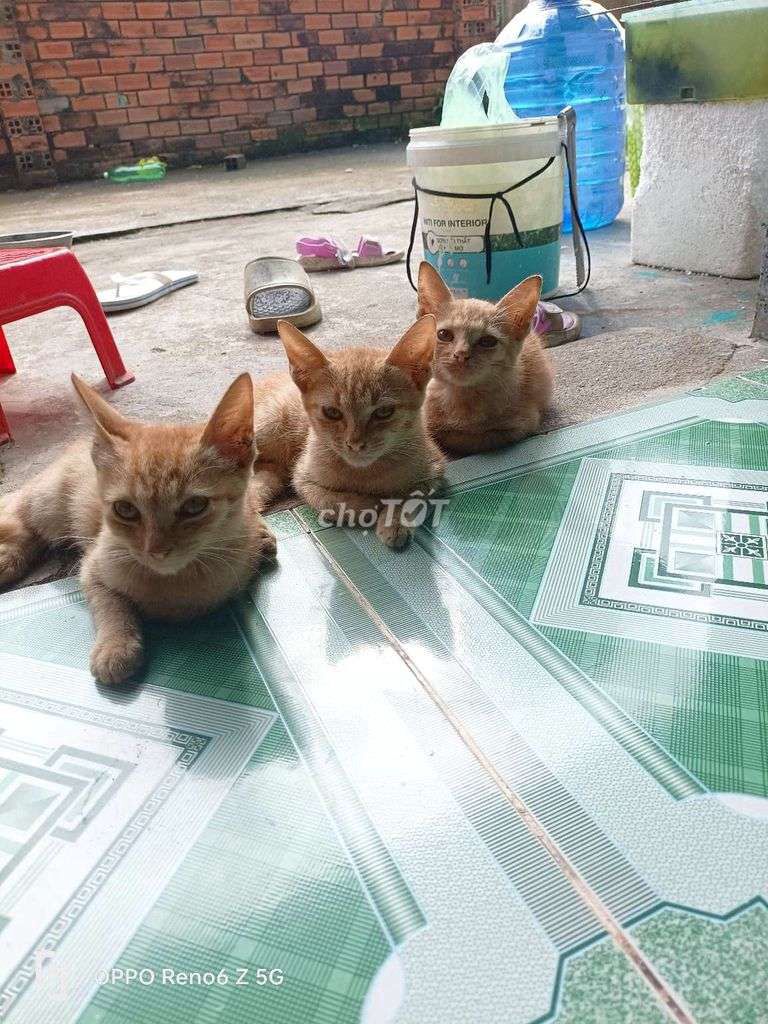 Xin mèo con. Mua bán Mèo tại Huyện Hòa Thành Tây Ninh được đăng bởi Bảo Uyên  hình 1