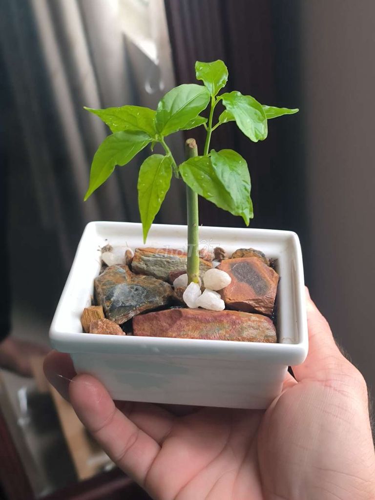 Bonsai tiểu cảnh cho dân văn phòng để bàn làm việc