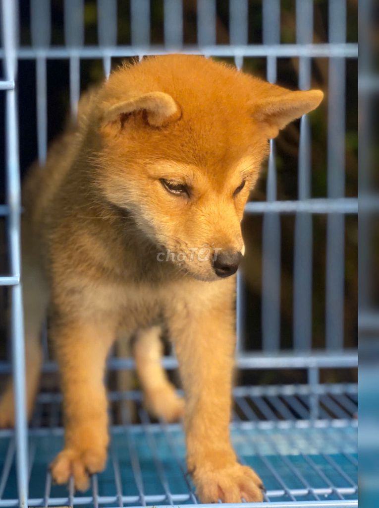 Shiba Inu thuần chủng VKA.. Mua bán Chó tại Quận 7 Tp Hồ Chí Minh được đăng bởi Duy Anh hình 1