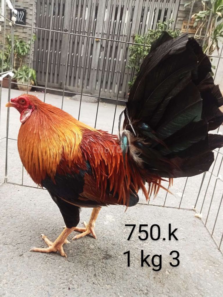 1 kg 3 gà zin chơi tết