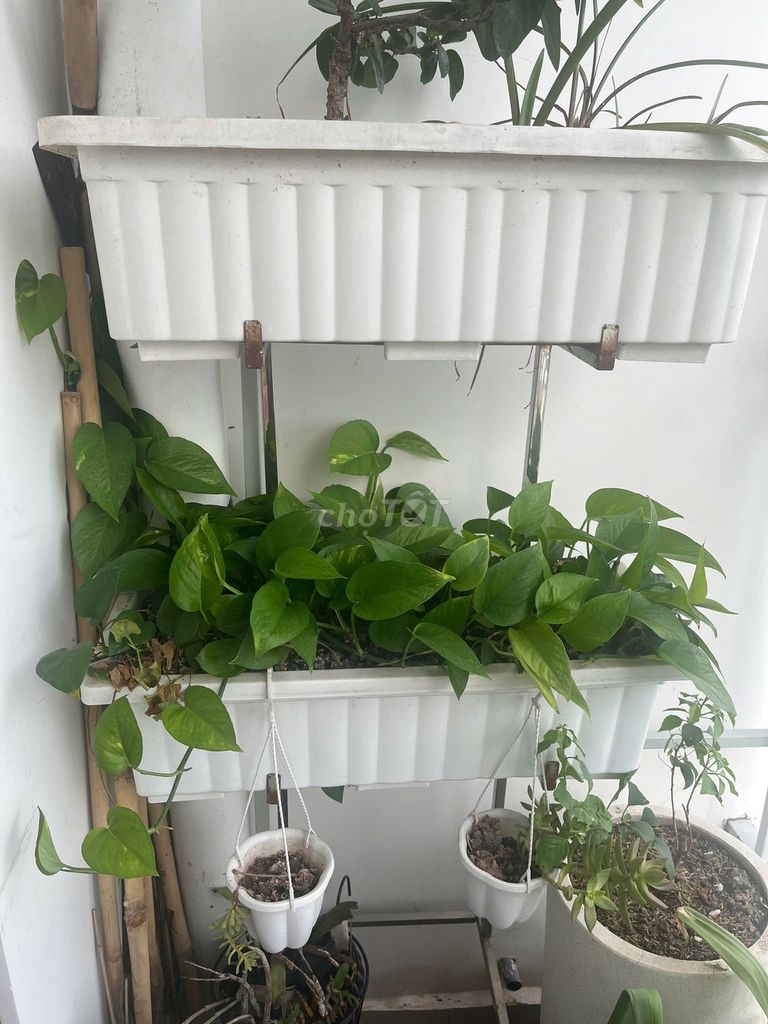 Cây cảnh Trầu bà Xanh lá + khay và đôn trồng cây. Mua bán Cây cảnh, đồ trang trí tại Quận 12 Tp Hồ Chí Minh được đăng bởi Nguyễn Hữu Chuyên hình 1