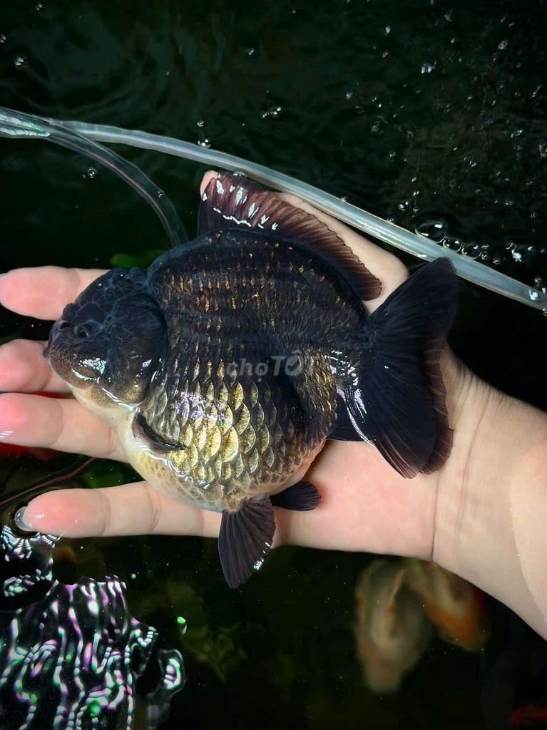 Oranda giá từ 350-550. Mua bán Thú cưng khác tại Quận Tân Phú Tp Hồ Chí Minh được đăng bởi Sinh viên nuôi cá vàng hình 1