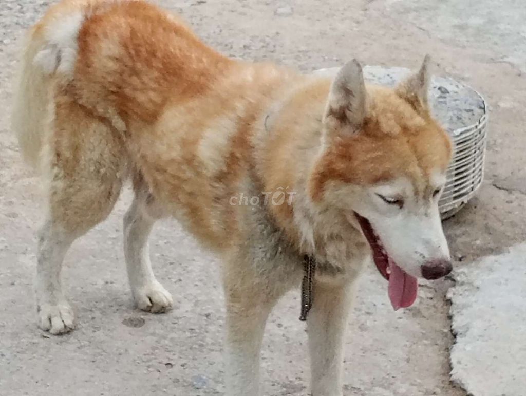 CHÓ HUSKY ĐỰC.BD. Mua bán Chó tại Thành phố Thủ Dầu Một Bình Dương được đăng bởi Nhân Rottweiler  hình 1