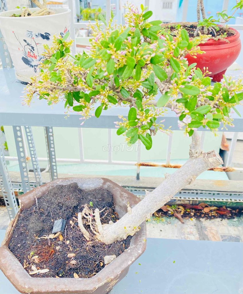 Linh Sam Dáng Xuân Phong, Siêu Bông Trắng. Mua bán Cây cảnh, đồ trang trí tại Quận Tân Phú Tp Hồ Chí Minh được đăng bởi Nguyễn Hoàng hình 1