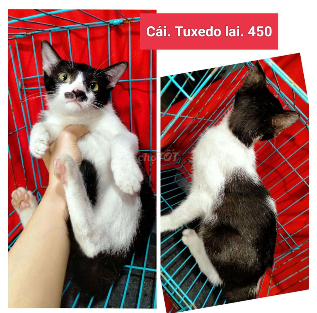 Mèo Tuxedo lai cái 2 tháng. Mua bán Mèo tại Huyện Hóc Môn Tp Hồ Chí Minh được đăng bởi thanh hình 1
