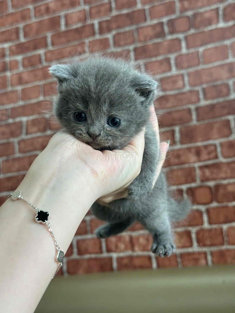 Mèo anh lông ngắn xám xanh, hyma, blue tabby