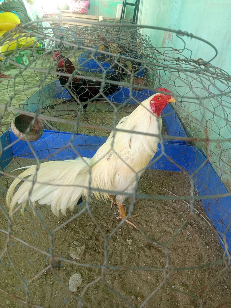 Gà chọi Trắng Đực 2.9kg. Mua bán Gà tại Huyện An Phú An Giang được đăng bởi Mạnh hải hình 1