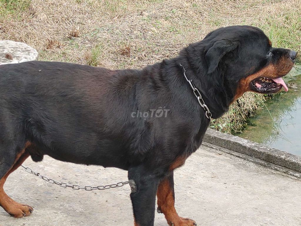 Đực Vka Rottweiler. Mua bán Chó tại Thành phố Tây Ninh Tây Ninh được đăng bởi Nhân Rottweiler  hình 6