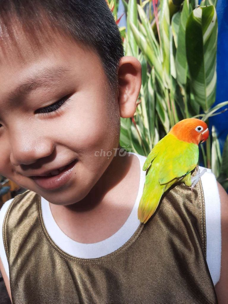 Vẹt thuần ngoan Lovebird Mini Cam Xanh Lá. Mua bán Chim tại Quận Gò Vấp Tp Hồ Chí Minh được đăng bởi Chim Vẹt Cảnh TPHCM hình 1