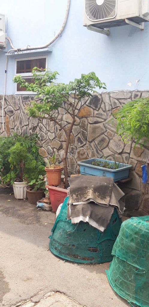 Bán cây cảnh. Mua bán Cây cảnh, đồ trang trí tại Quận Gò Vấp Tp Hồ Chí Minh được đăng bởi Hiển hình 2