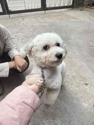 Chó Poodle cái Trắng kem